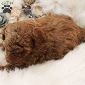 Diamond, Toy Poodle Puppy