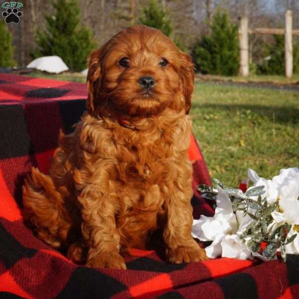 Joseph, Cavapoo Puppy