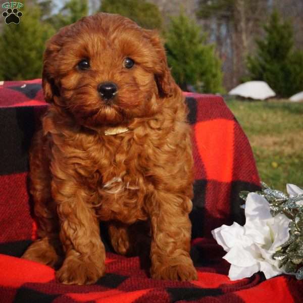 Jingles, Cavapoo Puppy