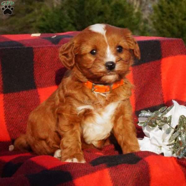 Billy, Cavapoo Puppy