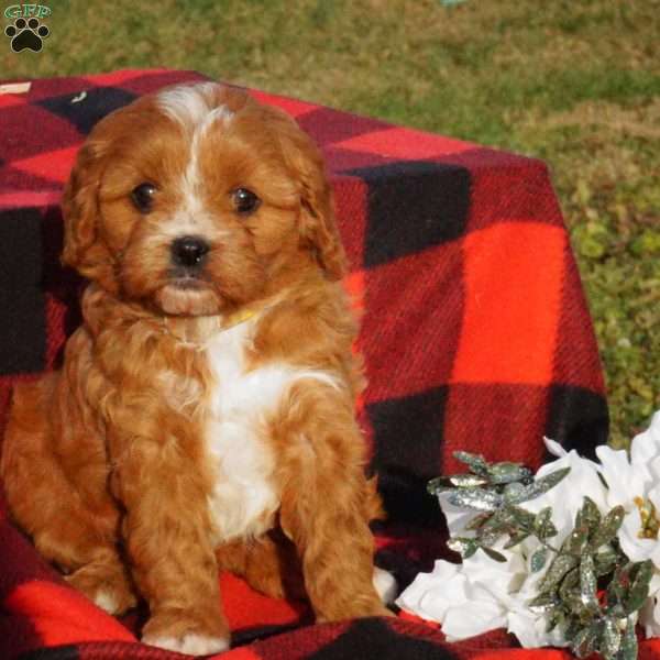 Bethany, Cavapoo Puppy