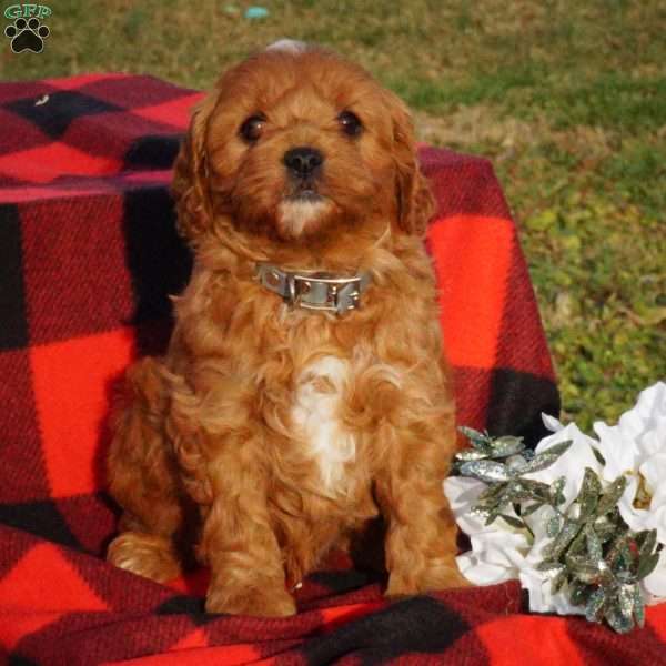 Bobby, Cavapoo Puppy