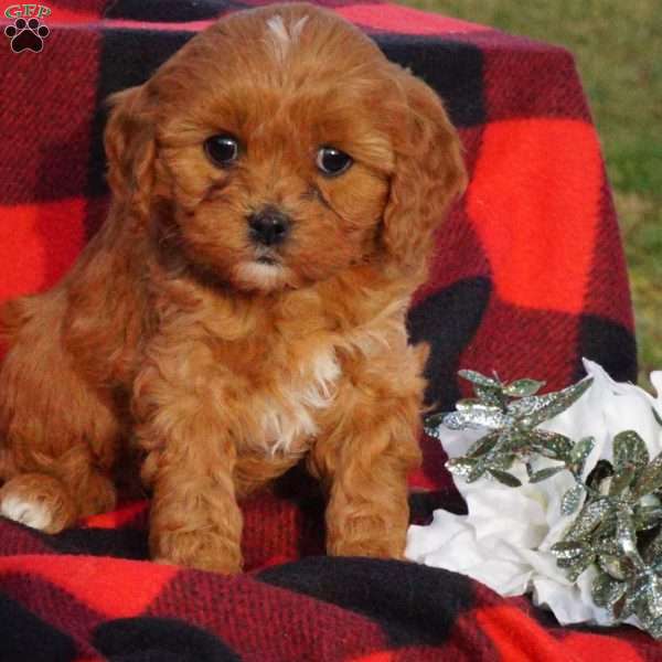 Betsy, Cavapoo Puppy