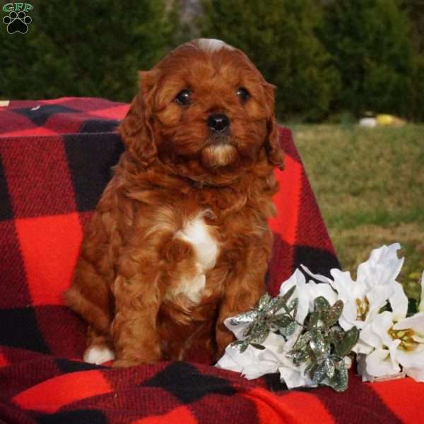 Buddy, Cavapoo Puppy