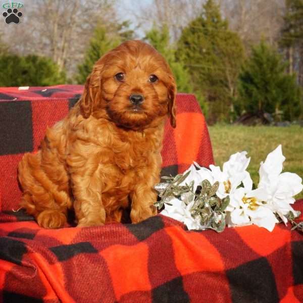 Joy, Cavapoo Puppy