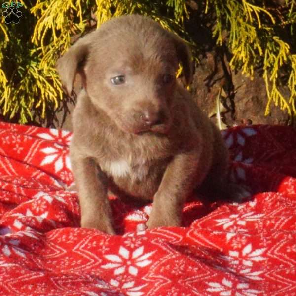 Felicity, Silver Labrador Retriever Puppy