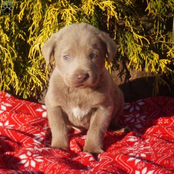 Ford, Silver Labrador Retriever Puppy