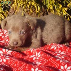 Felicity, Silver Labrador Retriever Puppy