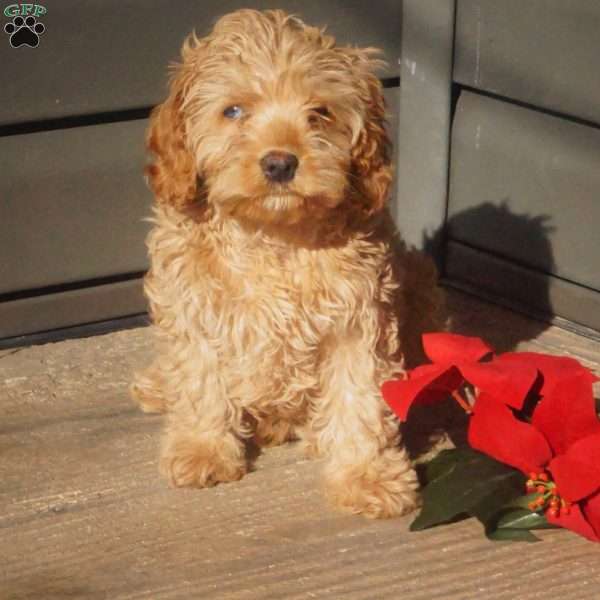 Finn, Cavapoo Puppy