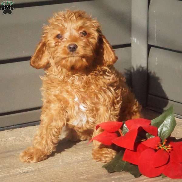 Forrest, Cavapoo Puppy