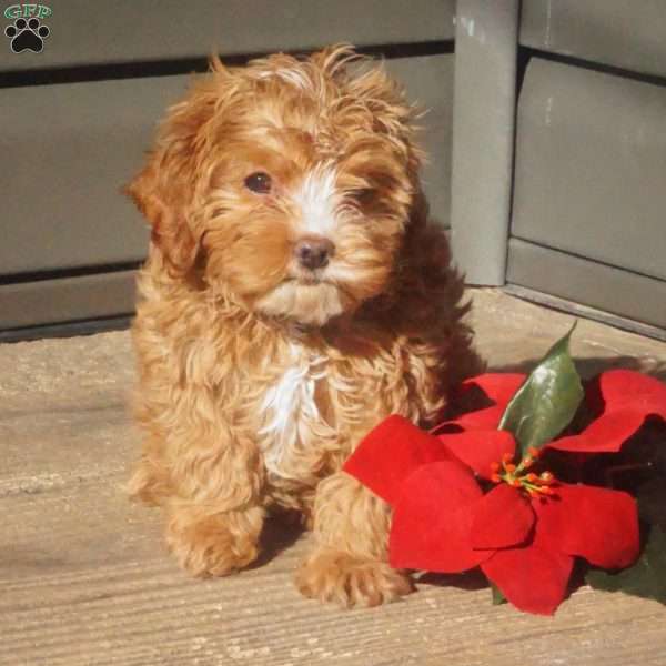 Flora, Cavapoo Puppy