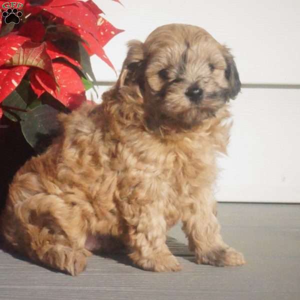 Franklin, Maltipoo Puppy