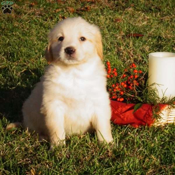 Emma, Golden Retriever Puppy