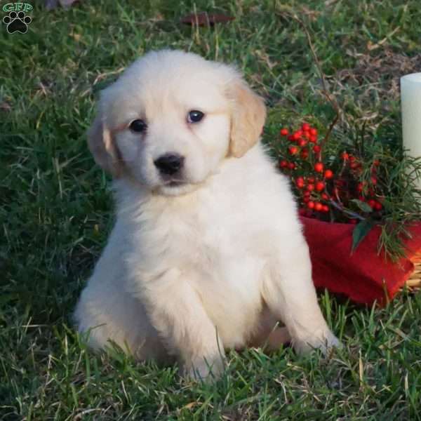 Eva, Golden Retriever Puppy