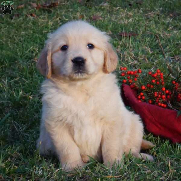 Ezra, Golden Retriever Puppy