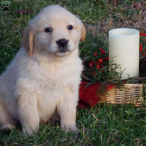 Ellie, Golden Retriever Puppy