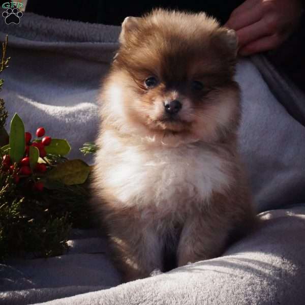 Twinkle, Pomeranian Puppy