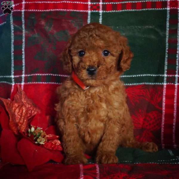 Crystal, Mini Goldendoodle Puppy