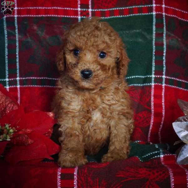 Chase, Mini Goldendoodle Puppy