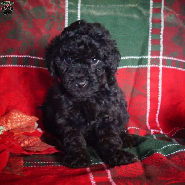 Charlie, Mini Goldendoodle Puppy