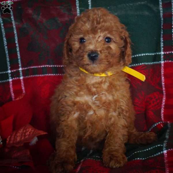 Casey, Mini Goldendoodle Puppy