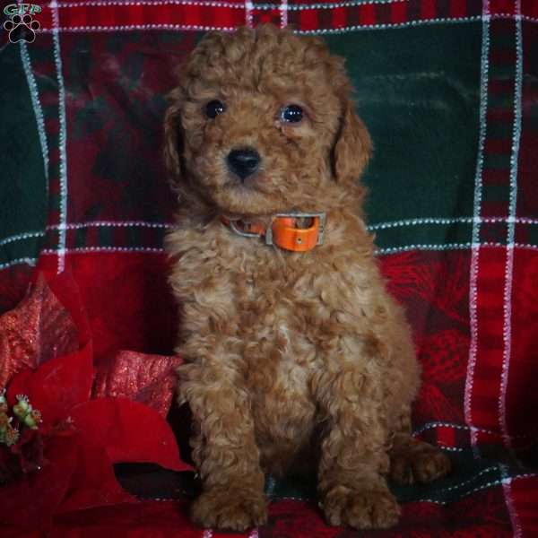 Carter, Mini Goldendoodle Puppy