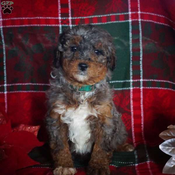 Laura, Mini Bernedoodle Puppy