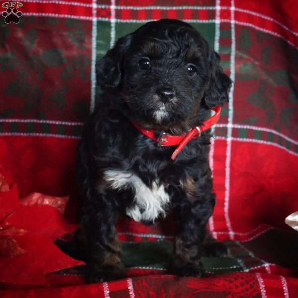 Laney, Mini Bernedoodle Puppy