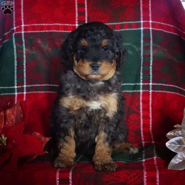 Lottie, Mini Bernedoodle Puppy