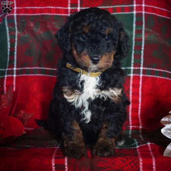 Leona, Mini Bernedoodle Puppy