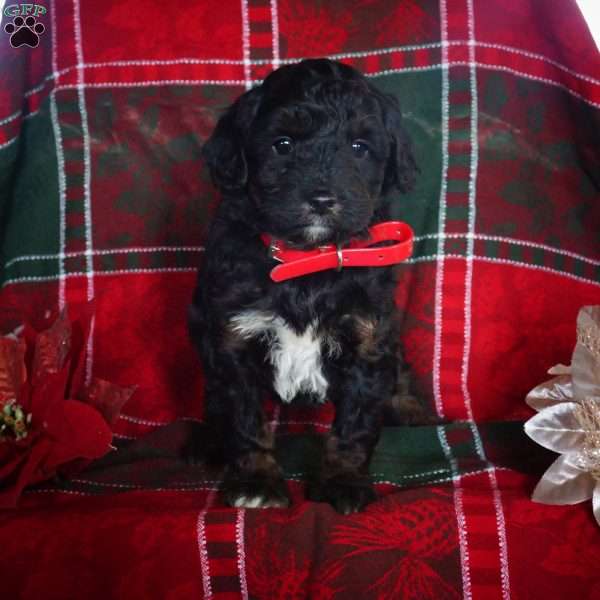 Lindsay, Mini Bernedoodle Puppy