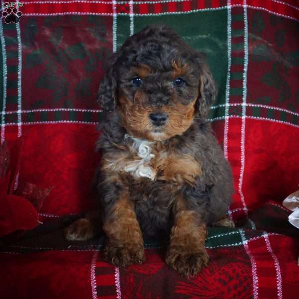 Leo, Mini Bernedoodle Puppy