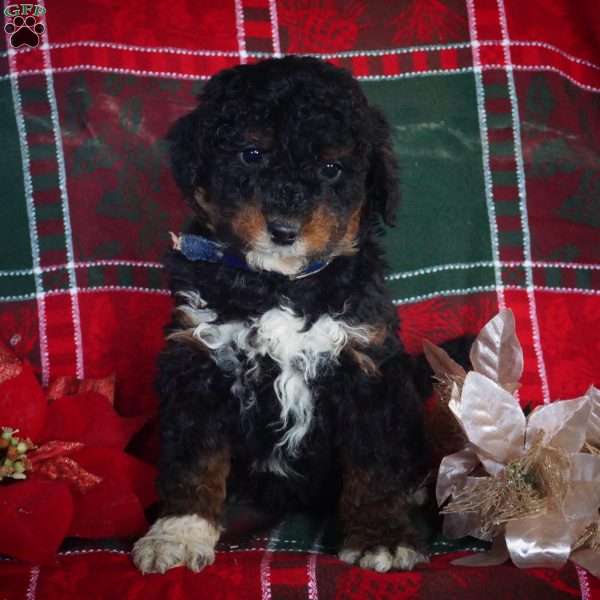 Lamar, Mini Bernedoodle Puppy