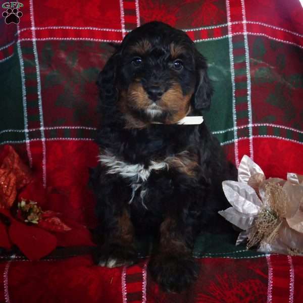 Logan, Mini Bernedoodle Puppy