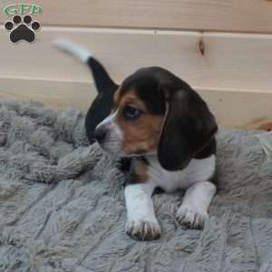 Scout, Beagle Puppy