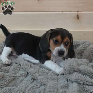 Scout, Beagle Puppy