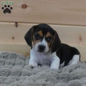 Samson, Beagle Puppy