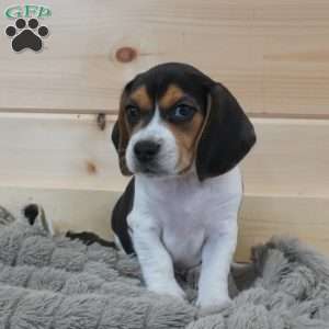 Samson, Beagle Puppy