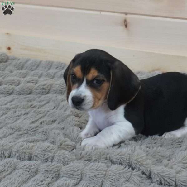 Samson, Beagle Puppy