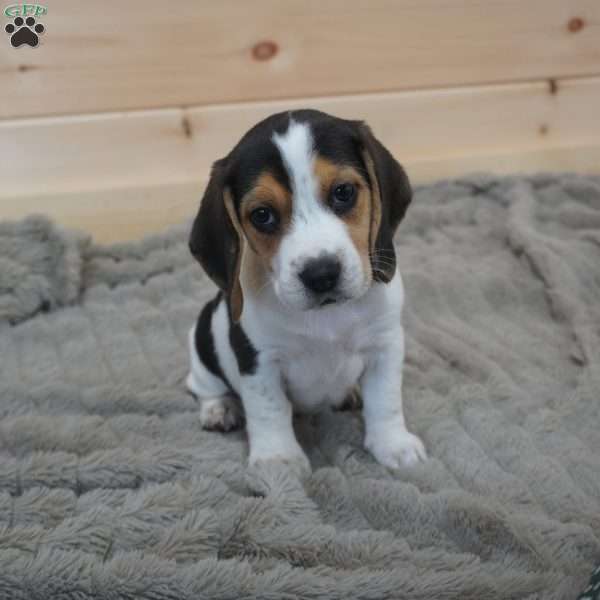 Sadie, Beagle Puppy