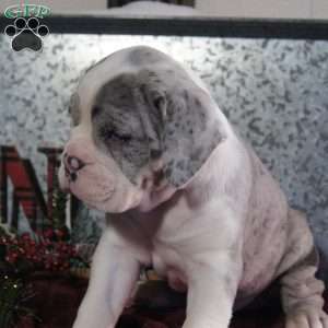 PEPSI, Olde English Bulldogge Puppy