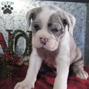 PEPSI, Olde English Bulldogge Puppy