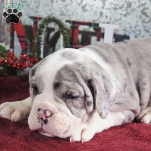 PEPSI, Olde English Bulldogge Puppy