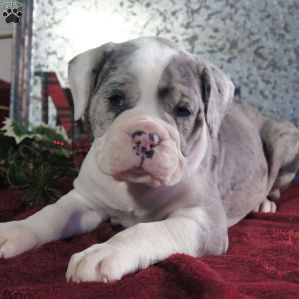 PEPSI, Olde English Bulldogge Puppy