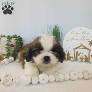 Turbo, Shih Tzu Puppy