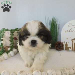 Turbo, Shih Tzu Puppy