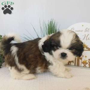 Turbo, Shih Tzu Puppy