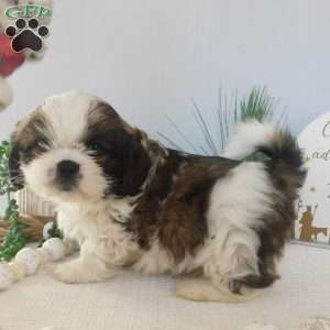 Turbo, Shih Tzu Puppy