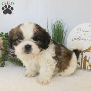 Turbo, Shih Tzu Puppy