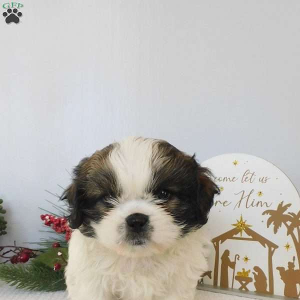 Turbo, Shih Tzu Puppy